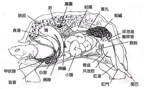 烏龜構造圖 歐錦棠筋膜炎